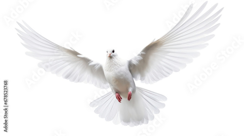 white dove flying on the transparent background