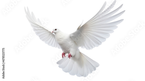 white dove flying on the transparent background photo