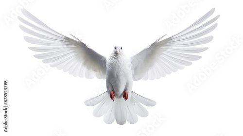 white dove flying on the transparent background © EmmaStock