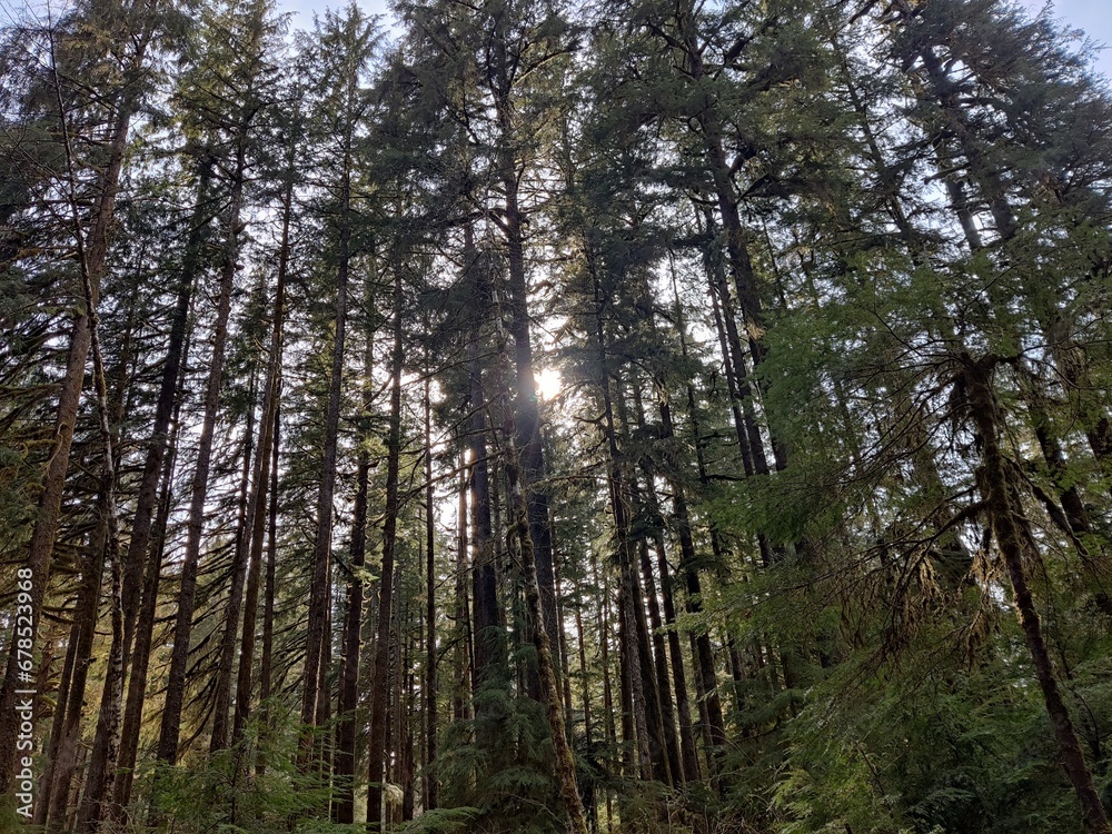 Old forest Old forest