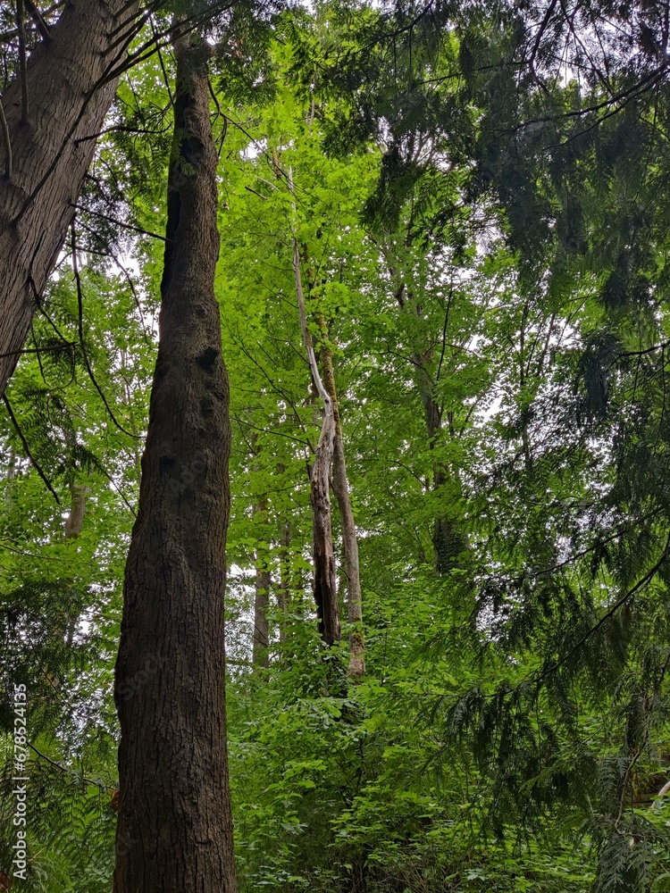 Fototapeta premium Deep in the woods