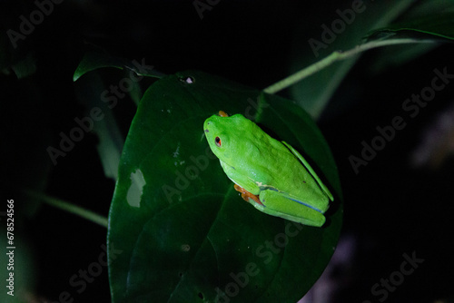 red eyes frog costa rica