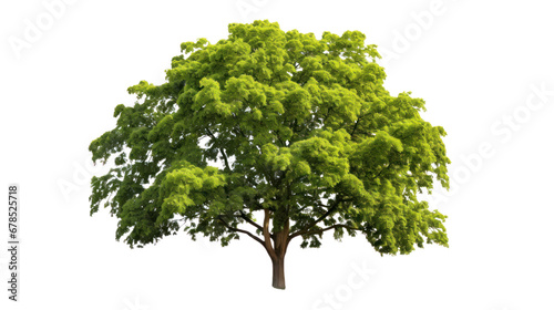 a tree on the transparent background