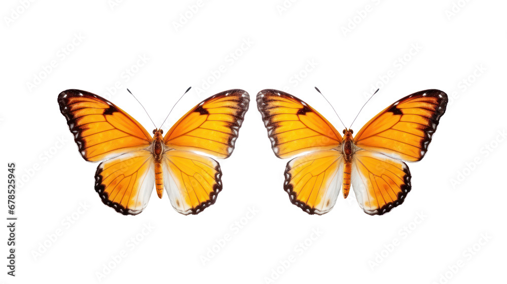 Fototapeta premium a butterfly on the transparent background