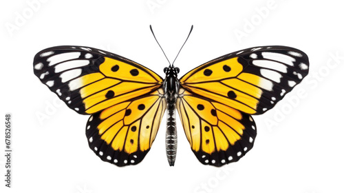 a butterfly on the transparent background