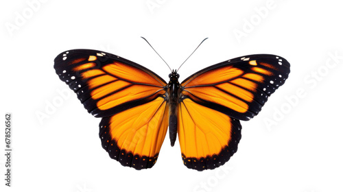 a butterfly on the transparent background © EmmaStock