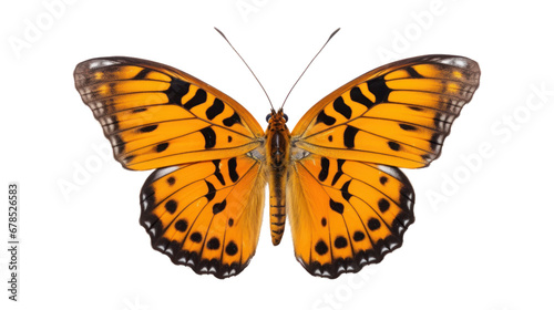 a butterfly on the transparent background © EmmaStock