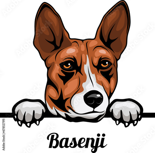 Basenji - Color Peeking Dogs - breed face head isolated on white