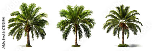 Design element isolated for layout on transparent background. Set of tropical palm trees (сoconut, sugar, аcai, date) 3D realistic jungle plant. 