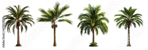 Design element isolated for layout on transparent background. Set of tropical palm trees (сoconut, sugar, аcai, date) 3D realistic jungle plant.  photo