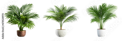 Design element for interior room presentation layout on transparent background. Palm tree in a flower pot, white flowerpot 3D realistic