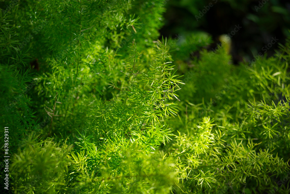 Close up of a fern in a garden in the summer.