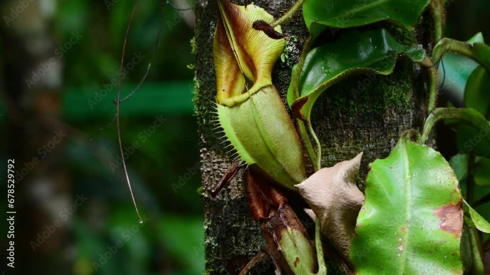 Close up view of Two Pitcher plants. Kinabalu National Park. Sabah, Borneo