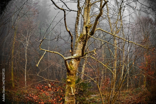 Deciduous woodland near Worthersee Lake in December in Carinthia, Austria photo