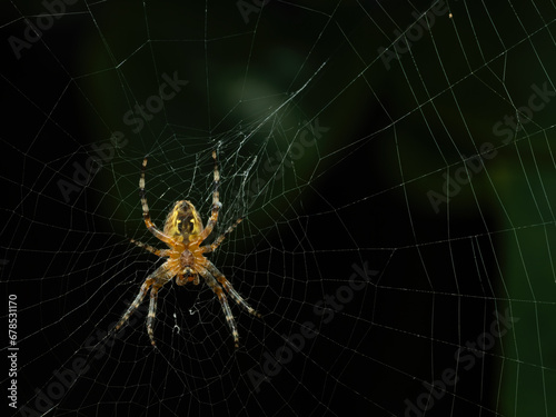 P8120109 cross orb weaver spider, Araneus diadematus, on its web cECP 2023