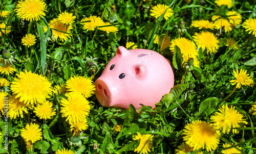 Cuadro en lienzo Piggy Bank on the background of blooming dandelions