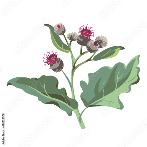 Flowers - Pink Burdock on the white background. Medical plant. 