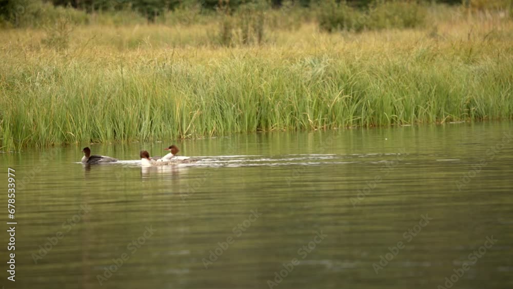 Common Mergansers flapping wings in water. Canadian rockies med shot. Common Mergansers flapping wings in water. Canadian rockies med shot.