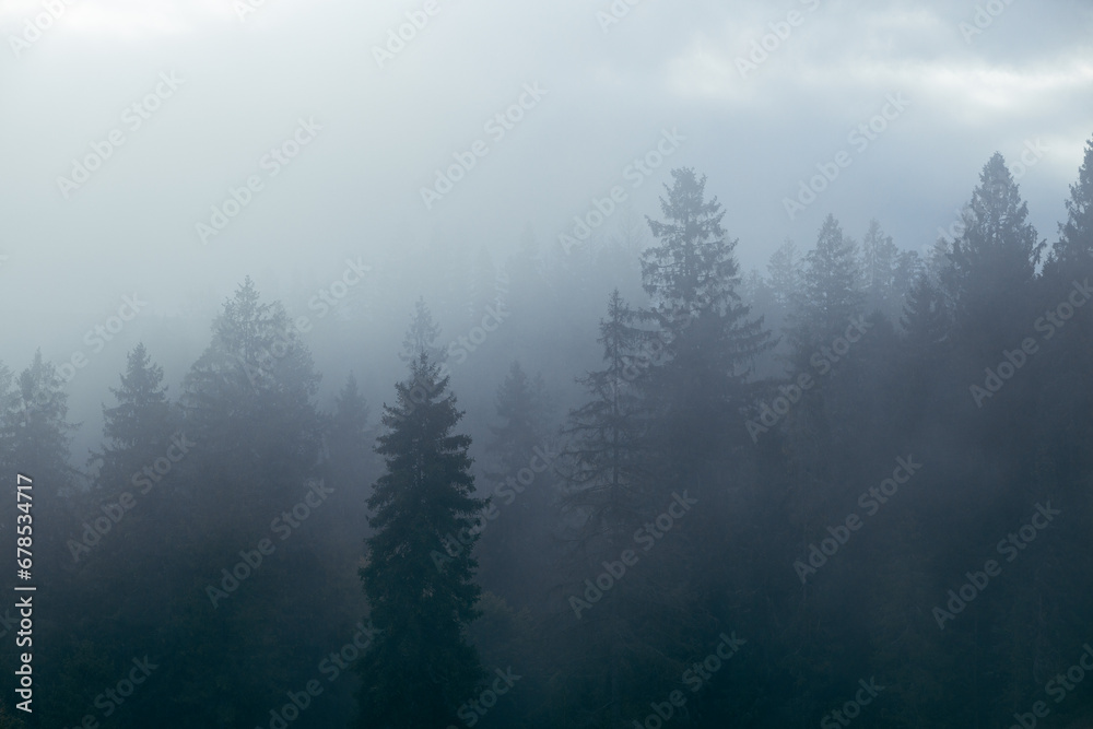 Fog over spruce forest trees at early morning. Spruce trees silhouettes on mountain hill forest at summer foggy scenery.