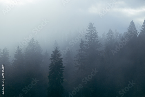 Fog over spruce forest trees at early morning. Spruce trees silhouettes on mountain hill forest at summer foggy scenery.