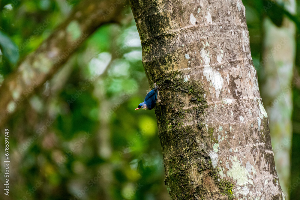 Velvet-fronted nuthatch perched upside down on a tree Velvet-fronted nuthatch perched upside down on a tree