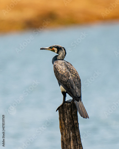 Photography Great Cormorant shot at Periyar Tiger reserve, Thekkady.