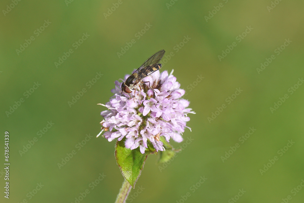 Female hoverfly, Spotted Thintail, Meliscaeva auricollis, family hoverflies (Syrphidae) on flower of water mint Mentha aquatica, family Lamiaceae. Summer, August, Dutch garden. Female hoverfly, Spotted Thintail, Meliscaeva auricollis, family hoverflies (Syrphidae) on flower of water mint Mentha aquatica, family Lamiaceae. Summer, August, Dutch garden.