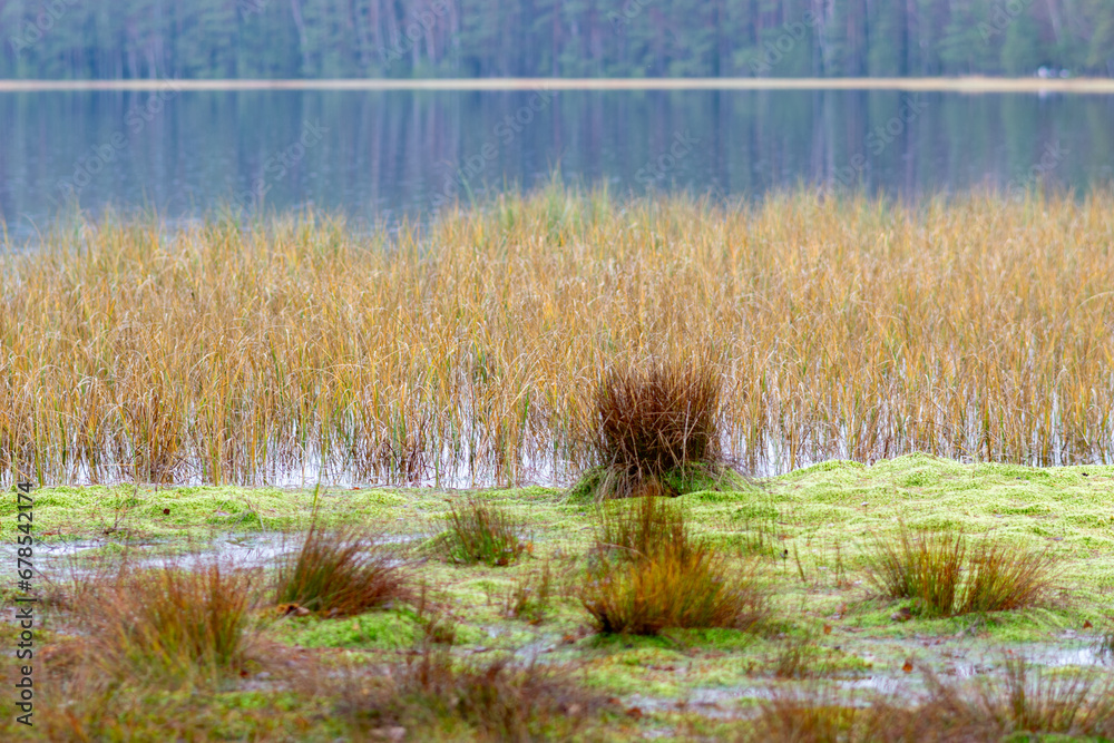 swamp lake shore, forest and swamp vegetation, rainy and cloudy day, rain texture on lake surface