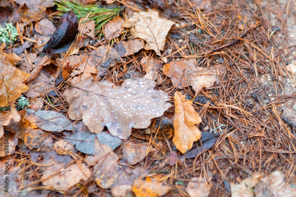orange tree leaves, beautiful leaf texture, leaf fall, rainy day orange tree leaves, beautiful leaf texture, leaf fall, rainy day