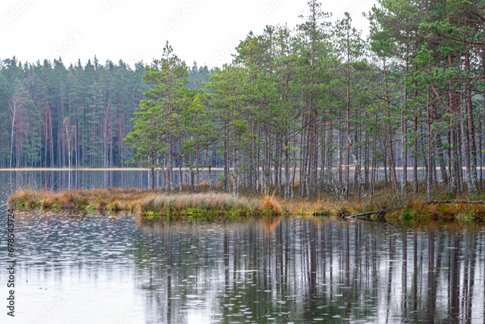 swamp lake shore, forest and swamp vegetation, rainy and cloudy day, rain texture on lake surface swamp lake shore, forest and swamp vegetation, rainy and cloudy day, rain texture on lake surface