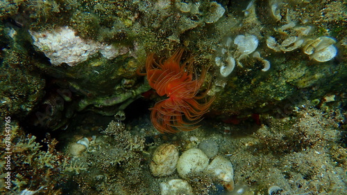 Red calcareous tubeworm or blood-red tubeworm (Protula intestinum) undersea, Aegean Sea, Greece, Halkidiki