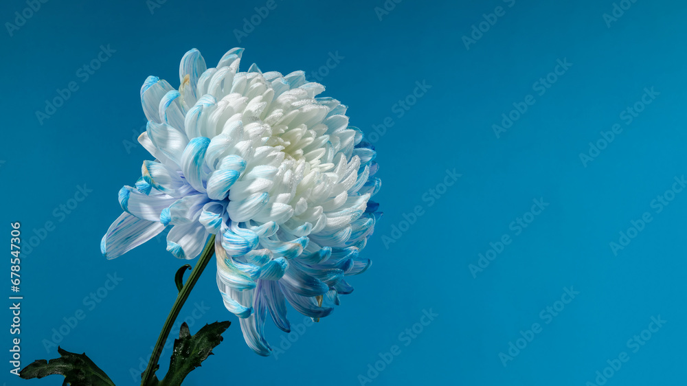 Blue-white chrysanthemum on a blue background
