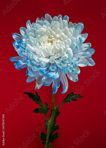 Blue-white chrysanthemum on a red background