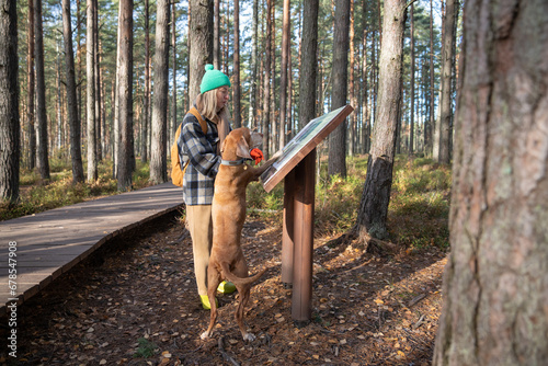 Curious middle-aged pet owner reading information board in reserve while resting during hiking in pine forest. Female pedigree dog magyar vizsla also interested in info, standing and looking at board
