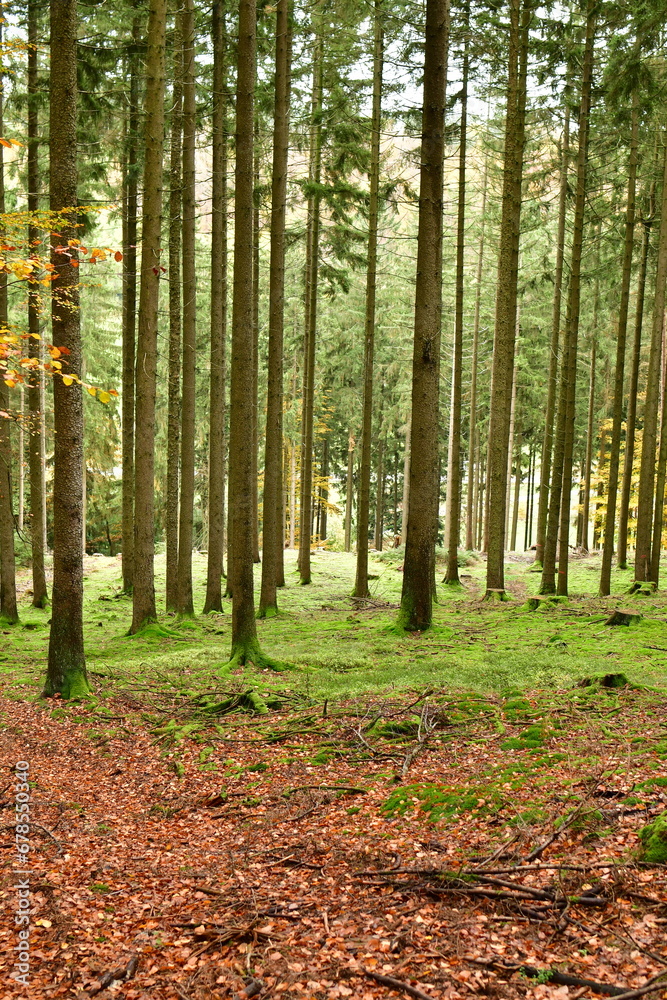Forest Background trees autumn fall odenwald germany