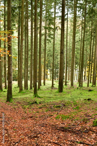 Forest Background trees autumn fall odenwald germany