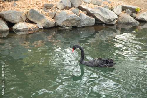 Fototapeta Naklejka Na Ścianę i Meble -  Beautiful swan in the lake.
