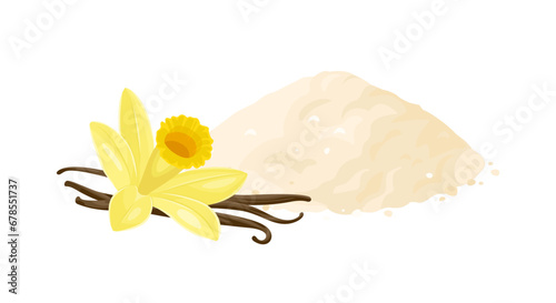 Vanilla powder, flower and vanilla sticks isolated on white background. Vector cartoon flat illustration.