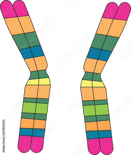 Chromosom DNA chromatography meiosis cell devision 