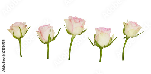 Set of rose flowers isolated on white or transparent background