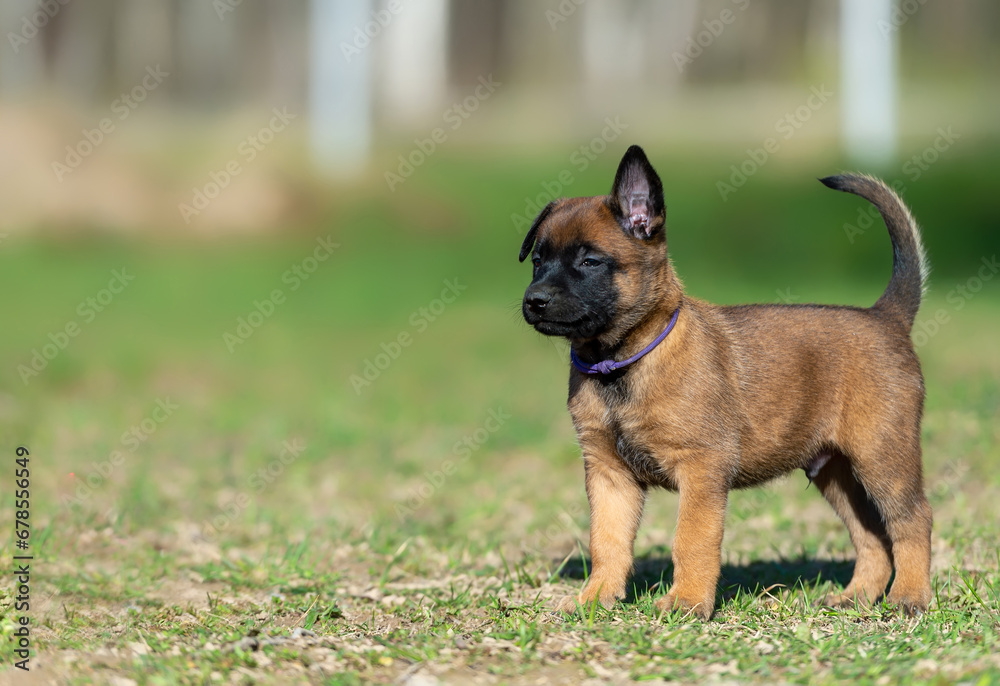 Portrait of a belgian shepherd malinois puppy