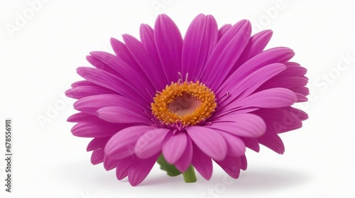 Violet pink gerbera flower On white isolated background