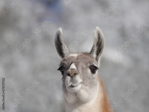 portrait  llama on a blurred gray background