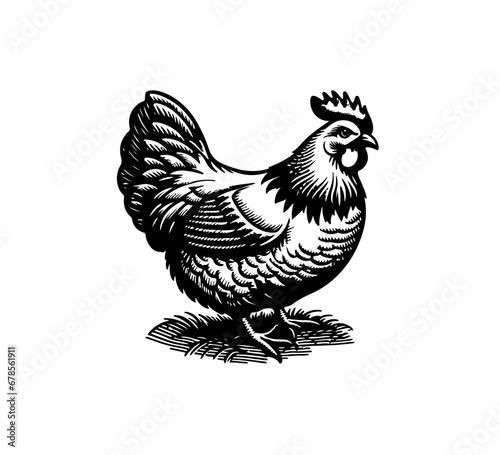 chicken illustration vintage rooster black and white