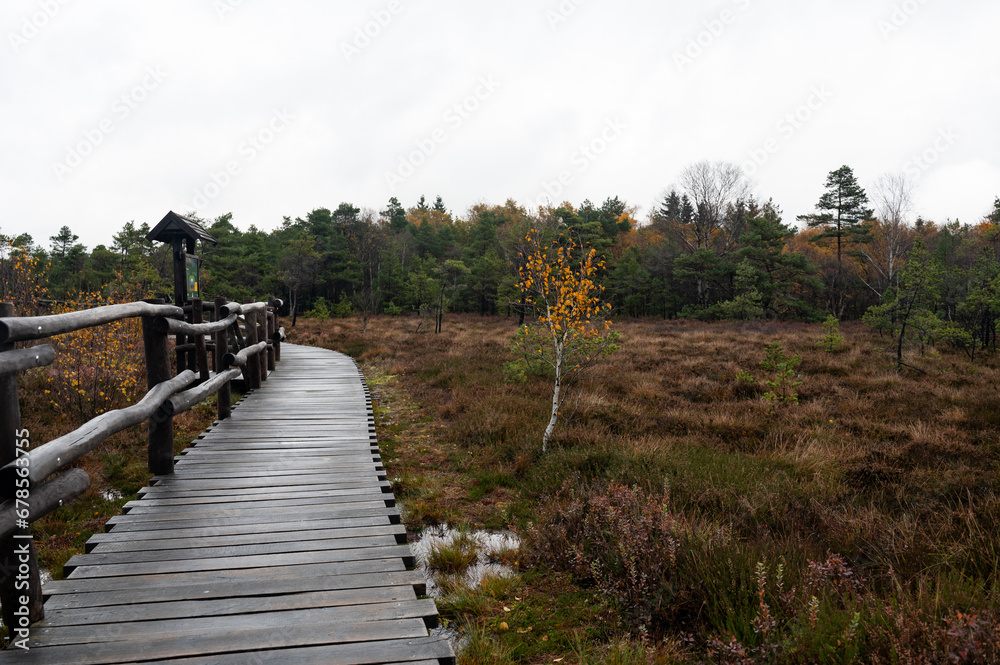 Fototapeta premium A wooden path in the Black Moor after a rain in autumn
