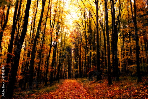 A dark forest in autumn © Claudia Evans 