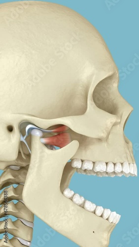 Temporomandibular joints and dislocated articular disc. Medically accurate 3D animation photo