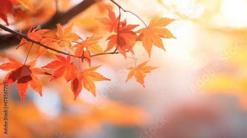 Warm sunlight shining through fiery red maple leaves. Natural textures.