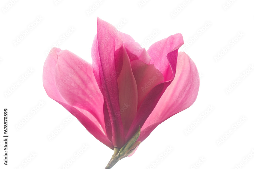 Pink magnolia (Magnoliaceae), blossoms in spring, beautiful spring flowers  isolated on  white background.