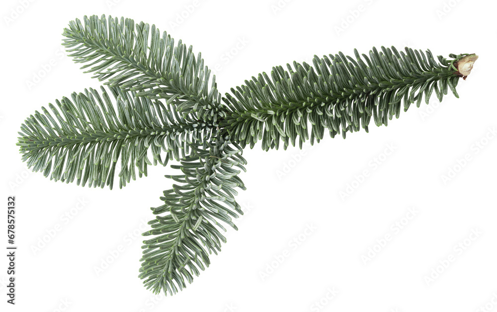 Naklejka premium Top view of green fir tree spruce branch with needles isolated on white background